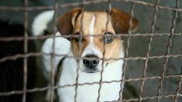 Pamiętaj, karma wraca. Wesprzyj podopiecznych lubelskiego schroniska 