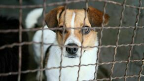 Pamiętaj, karma wraca. Wesprzyj podopiecznych lubelskiego schroniska 