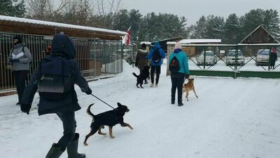 Jest bardzo zimno. Schronisko prosi o przygarnięcie psiaków 