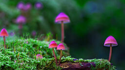 Zielony Budżet w Lublinie. Nabór projektów tylko do niedzieli