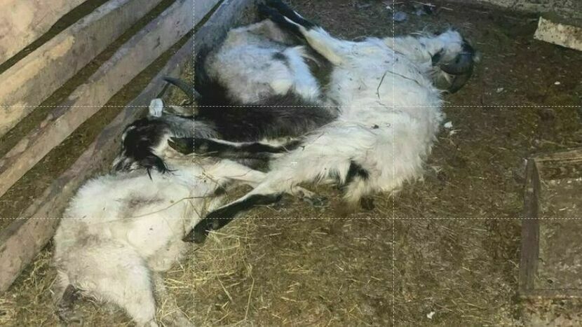 W jednym z pomieszczeń gospodarczych we Wronowie w środę znaleziono padłe kozy. Zwierzęta były wychudzone. Niewykluczone, że zmarły z niedożywienia. Przyczynę ich zgonu ustali sekcja