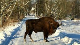 Widzieli go strażnicy i pracownicy parku. Żubr zamieszkał w powiecie bialskim 