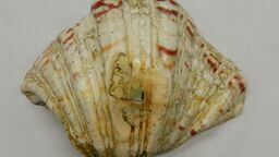 Kolejne nielegalne zatrzymane na granicy