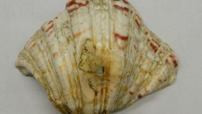 Kolejne nielegalne zatrzymane na granicy