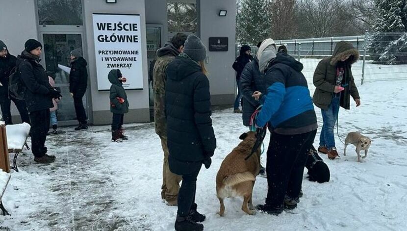 W ciągu jednego dnia z krakowskiego schroniska została adoptowana ponad 100 psów