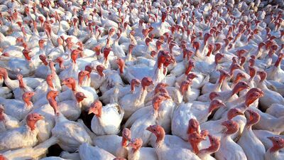 Duże ognisko ptasiej grypy. Tysiące indyków do utylizacji