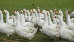 zdjęcie ilustracyjne