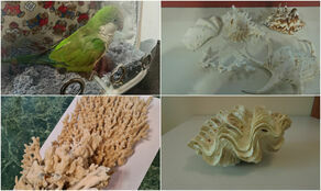 Pijawki, papuga i koralowiec. Udaremniony przemyt