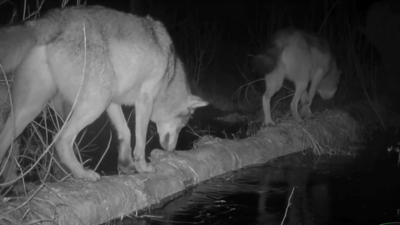Wilki w Poleskim Parku Narodowym. "Nie lubią moczyć sobie łap"