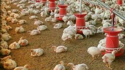 Kto wypuszcza plotki o planowanych kurnikach w gminie? Ale w jednej wsi to fakt, nie plotka