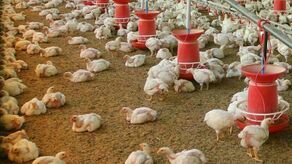 Kto wypuszcza plotki o planowanych kurnikach w gminie? Ale w jednej wsi to fakt, nie plotka