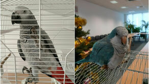 "Gadające" przesyłki zgarnięte na granicy