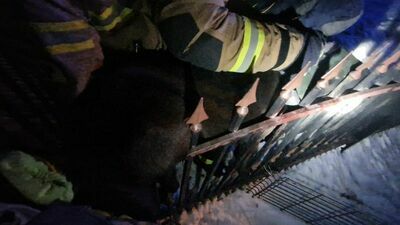 Strażacy uwolnili psa, który zawisł na ogrodzeniu 