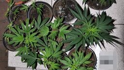 To była marihuana. 36-latek trafił do aresztu