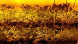 W namiotach lampy i krzaki. Za taką plantację poszedł siedzieć 