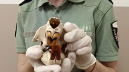 Czaszki bobra na granicy. Węgier upolował