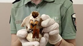 Czaszki bobra na granicy. Węgier upolował