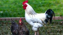 Główny sprawca sądowego „zamieszania”: kogut Walter White, który miał uprzykrzać życie sąsiadce.