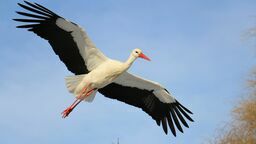 Policz bociany. Wolontariusze na Lubelszczyźnie poszukiwani