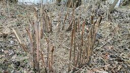 Zastawiał wnyki na zwierzęta, teraz posiedzi za kratkami