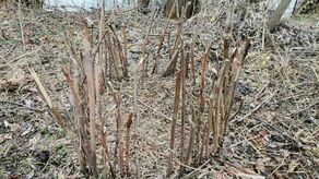 Zastawiał wnyki na zwierzęta, teraz posiedzi za kratkami