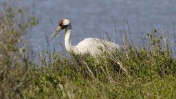 Pierwsze żurawie wróciły na Lubelszczyznę