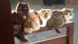 Z okazji Światowego Dnia Kota - specjalna galeria od naszych Czytelników