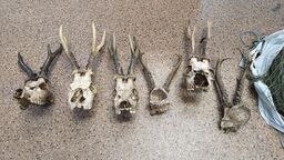 Kłusownik schwytany. W domu miał wnyki i poroża