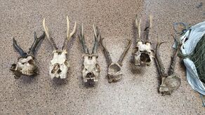 Kłusownik schwytany. W domu miał wnyki i poroża