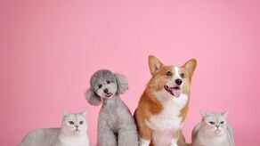 Zebrane na wystawie środki zostaną przeznaczone na Schronisko dla Bezdomnych Zwierząt w Lublinie i Fundację Epicrates.