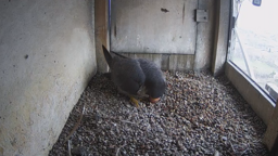 Wrotka poczuła wiosnę. W gnieździe są już dwa jaja?