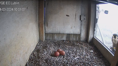 Trzecie jajo Wrotki. Sokolica idzie na rekord