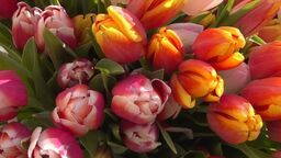 Czekoladki czy kwiatki?