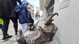 Odpoczywający Maciej dołączył do koziołkowej rodziny