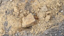 Skrzynka z niespodzianką na jednej z posesji