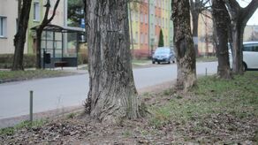 Krzewy i duże drzewa przy ulicy Kościuszki mają pójść po topór