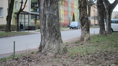 Krzewy i duże drzewa przy ulicy Kościuszki mają pójść po topór