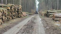 Tak wyglądał efekt wycinku lasu zimą ubiegłego roku  