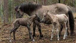 Co za radość! Dwie klaczki przyszły na świat w RPN