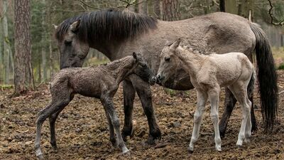 Co za radość! Dwie klaczki przyszły na świat w RPN
