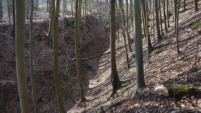 Do wypadku doszło w lesie w Teodorówce