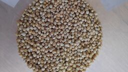 Proso z Ukrainy nie wjechało do Polski