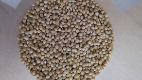 Proso z Ukrainy nie wjechało do Polski