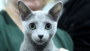 Kolejny rok darmowej sterylizacji zwierząt w Lublinie