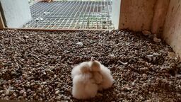 Puławska rodzina sokołów się powiększyła