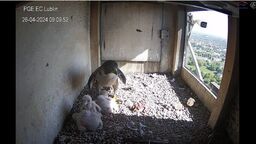 To jedno z ostatnich zdjęć Czarta z pisklętami. Jak się okazuje, samiec mógł zostać otruty.