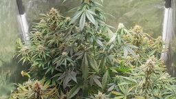  Na strychu urządził sobie plantację marihuany