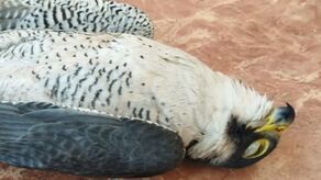 Rekordowa zbiórka w całej Polsce