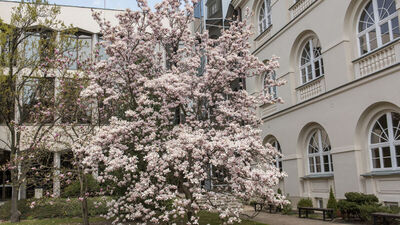 Pierwsza pojawiła się na kampusie 40 lat temu. KUL sadzi kolejne magnolie 