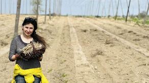 Prawie jak szparagi. Pędy chmielu na talerzu